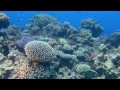 Смотрим Мир Океанов (Семейный фильм о подводном мире)