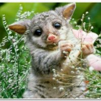 Безименjtykи-1