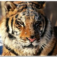 animals_00189