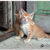 1214764295_zashitnik