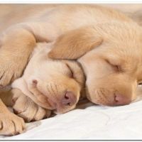 Безимеijikfjни-1