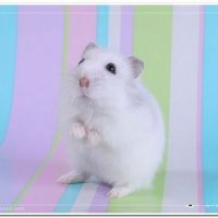 1214896452_herr_hildezart_5_by_hoschie.1