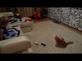 кот воспитывает ребенка оч смешно)))