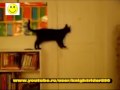 Умный кот.Смешное видео.